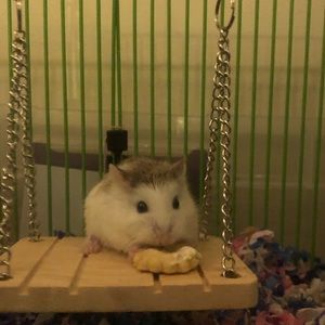 Meet your Posher, Lauren